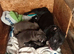 Staffordshire bull terrier pups