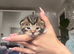 Gorgeous tabby kittens ready for reservation!