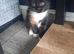 4 beautiful kittens for sale