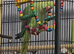 indian ringneck home tamed parrot