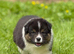 Australian Shepherd Black Tri Puppies