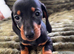 Stunning KC registered Standard Dachshund litter