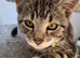 Beautiful Tabby Boy