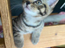 British Shorthair mix Kittens