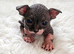 Beautiful wrinkly sphynx kittens