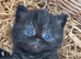 high quality exotic female kittens