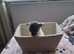 SHIH TZU/JACK RUSSELL MALE PUPPY