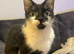 Female cat needs rehoming