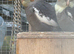 Baby Cockatiels for Sale