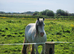 Beautiful blagdon mare