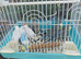 Young budgies for sale