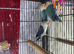 Baby lovebirds Glasgow