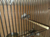 7 this year young zebra finch