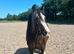9-year-old cob mare &ndash; project for experienced home