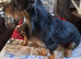 Wirehaired dashound tekel pups
