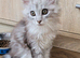 Tica registered maine coon kittens