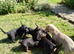 Dashshund x toy poodle