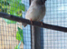 Female zebra finch chicks