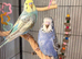 Budgies and full set up