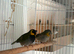 Breeding pair Cuban finches