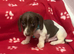 Only 1 rare piebald mini dachshund boy left.