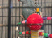 2 x ringnecks