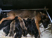 Belgian malinois pups