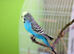 Double splite bf bw 2 male available age 7 month