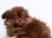 Chocolate & Tan fluffy boy