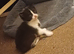 Two Kittens looking for homes