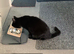 Cat for rehoming