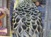RARE Black Rosella & yellow, red