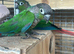 1 pair of green check conures