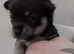 Chihuahua Puppies looking for forever homes