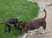Staffy cross American bulldog