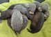 Ferrets for sale ready now