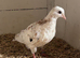 Pigeons for sale