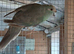 Aviary kakariki