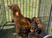 Cocker spaniel puppies