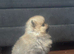 Pomeranian puppy’s