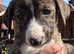 Lurcher pups