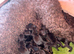 Stunning F1 cockapoo boy