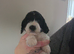 3 x cockapoo puppies available