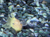 Lemon blue eyed plecos