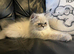STUNNING MALE BLUE POINT HIMALAYAN KITTEN READY NOW
