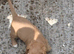 Cocker Spaniel puppies