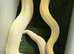 Snow glow Boa