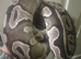 CB23 Mojave 100% het Pied poss het VPI Axanthic