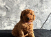 Stunning Red Minature Poodles