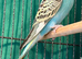 Young Budgies 8 to 10 Weeks Old Cheshire wa7
